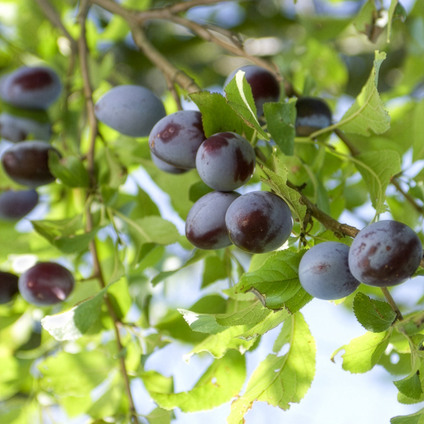 Pruimenboom 'Quetsche d'Alsace' - Prunus domestica Quetsche d'Alsace - Willemse