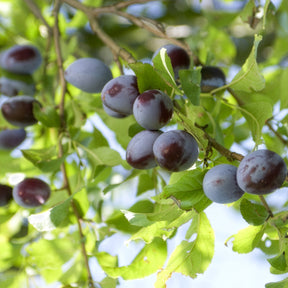 Pruimenboom 'Quetsche d'Alsace' - Prunus domestica Quetsche d'Alsace - Willemse