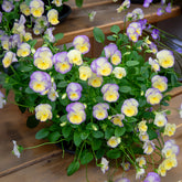 Hoornviooltje 'Etain' (x3) - Viola cornuta Etain - Willemse