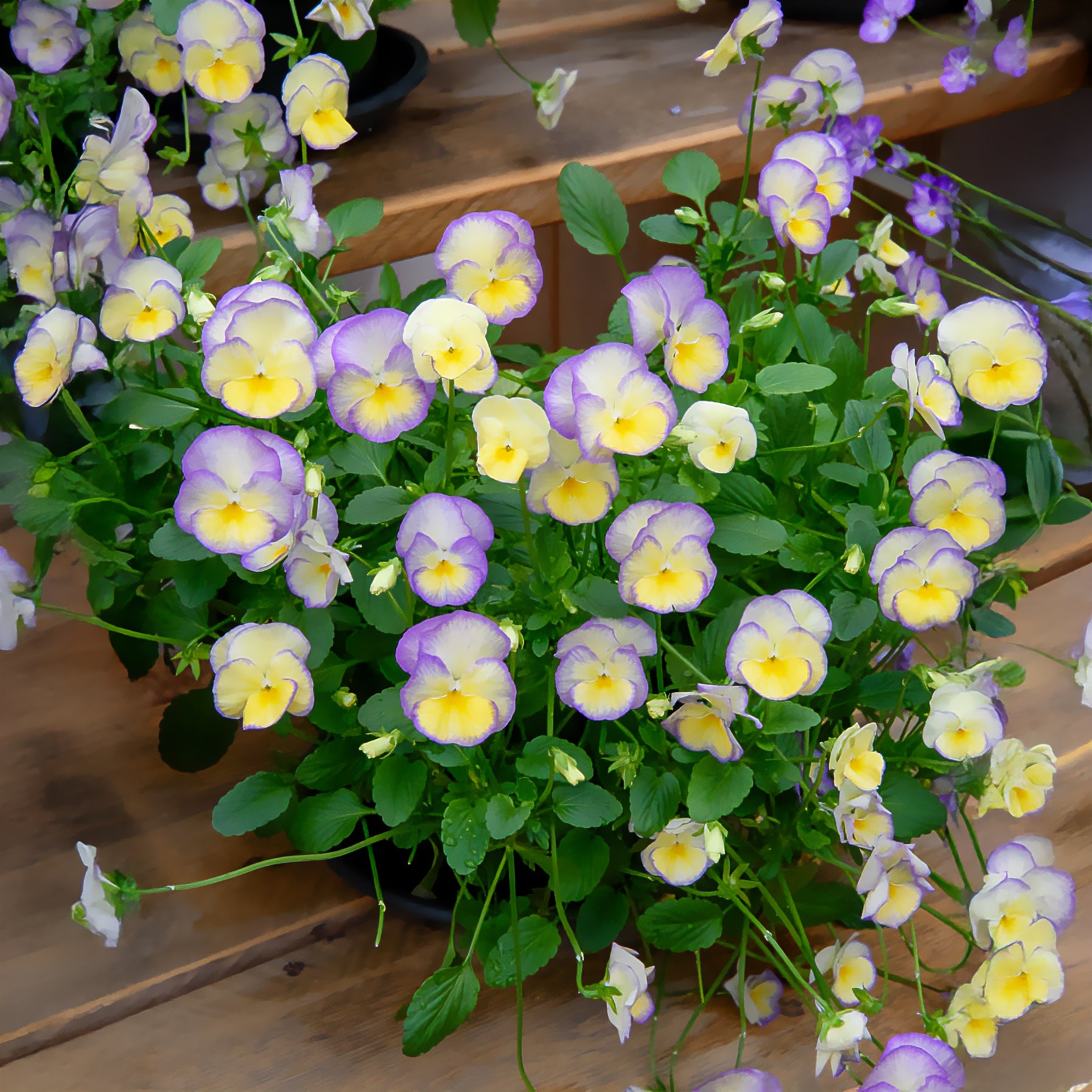 Hoornviooltje 'Etain' (x3) - Viola cornuta Etain - Willemse