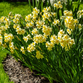 Narcis Minnow (x10) - Narcissus tazetta Minnow - Willemse