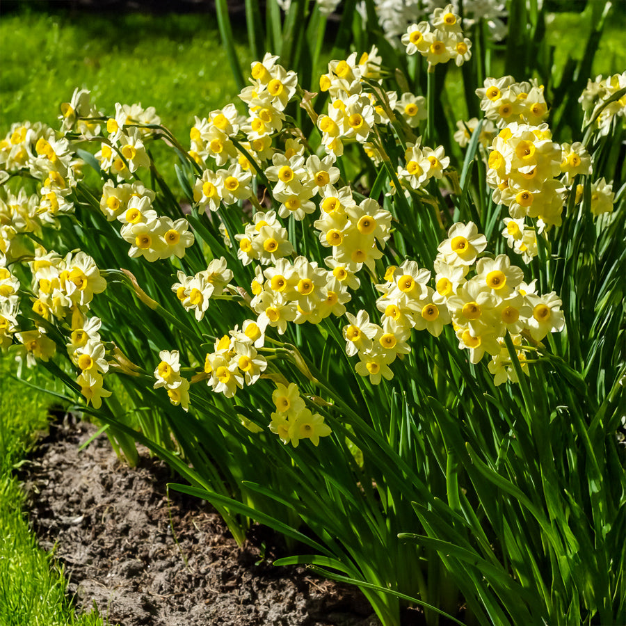 Narcis Minnow (x10) - Narcissus tazetta Minnow - Willemse