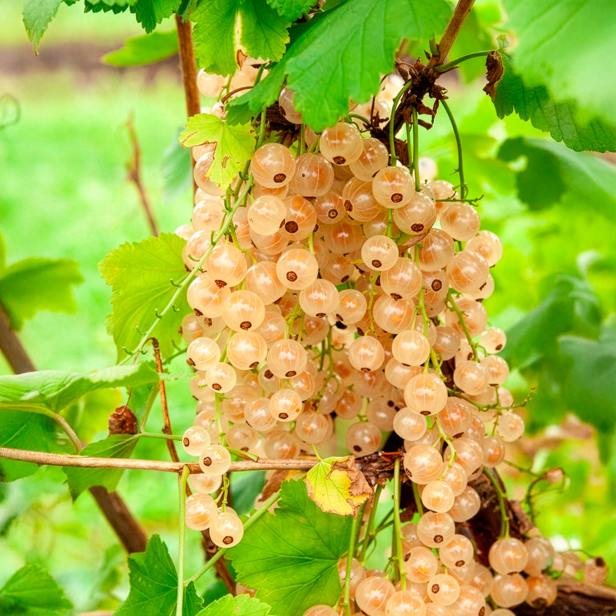 Witte aalbes op stam - Willemse