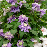 Bosrank Diamantina - Clematis Diamantina Evipo 039 - Willemse