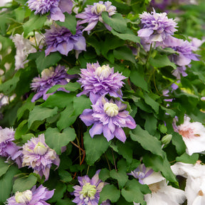 Bosrank Diamantina - Clematis Diamantina Evipo 039 - Willemse