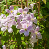 Bosrank 'Mayleen' - Clematis montana Mayleen - Willemse