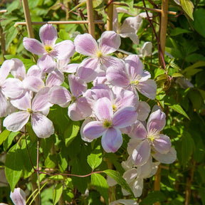 Bosrank 'Mayleen' - Clematis montana Mayleen - Willemse