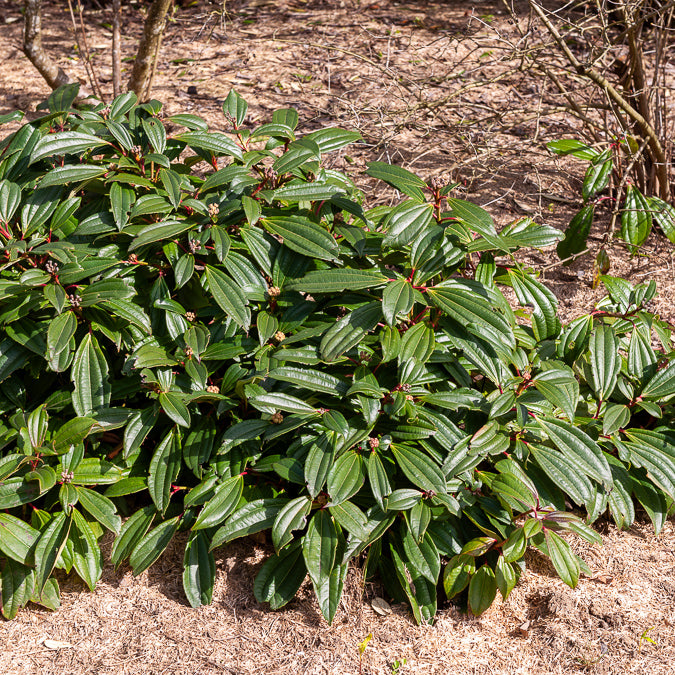Verkoop Sneeuwbal Davidii - Viburnum davidii