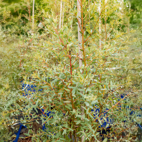 Eucalyptus - Gomboom 'Fance Bleu'® 'Rengun' - Eucalyptus gunnii France Bleu ® rengun