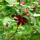 Calycanthus 'Hartlage Wine' - Willemse