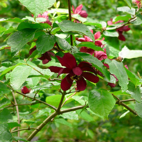 Calycanthus 'Hartlage Wine' - Willemse