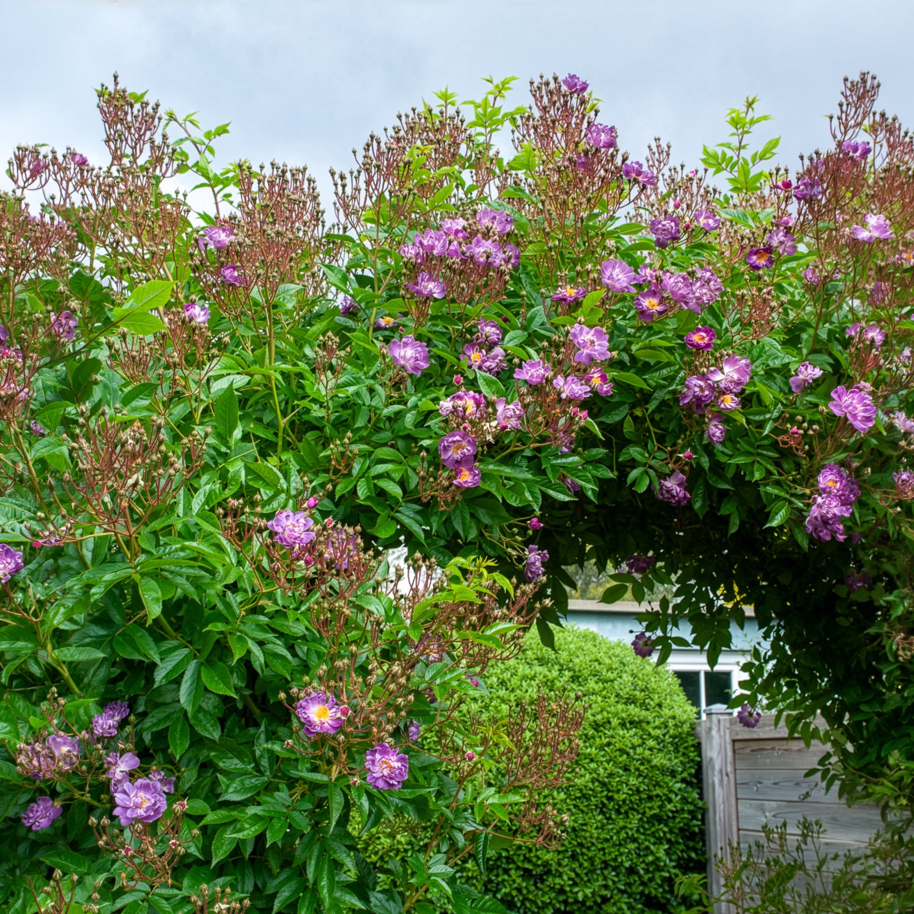 Stamroos Blue Violet - Rozen op stam - Willemse
