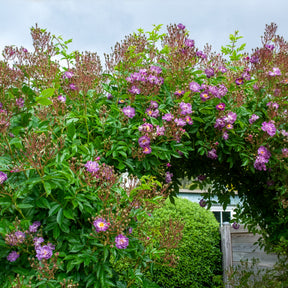 Stamroos Blue Violet - Rozen op stam - Willemse