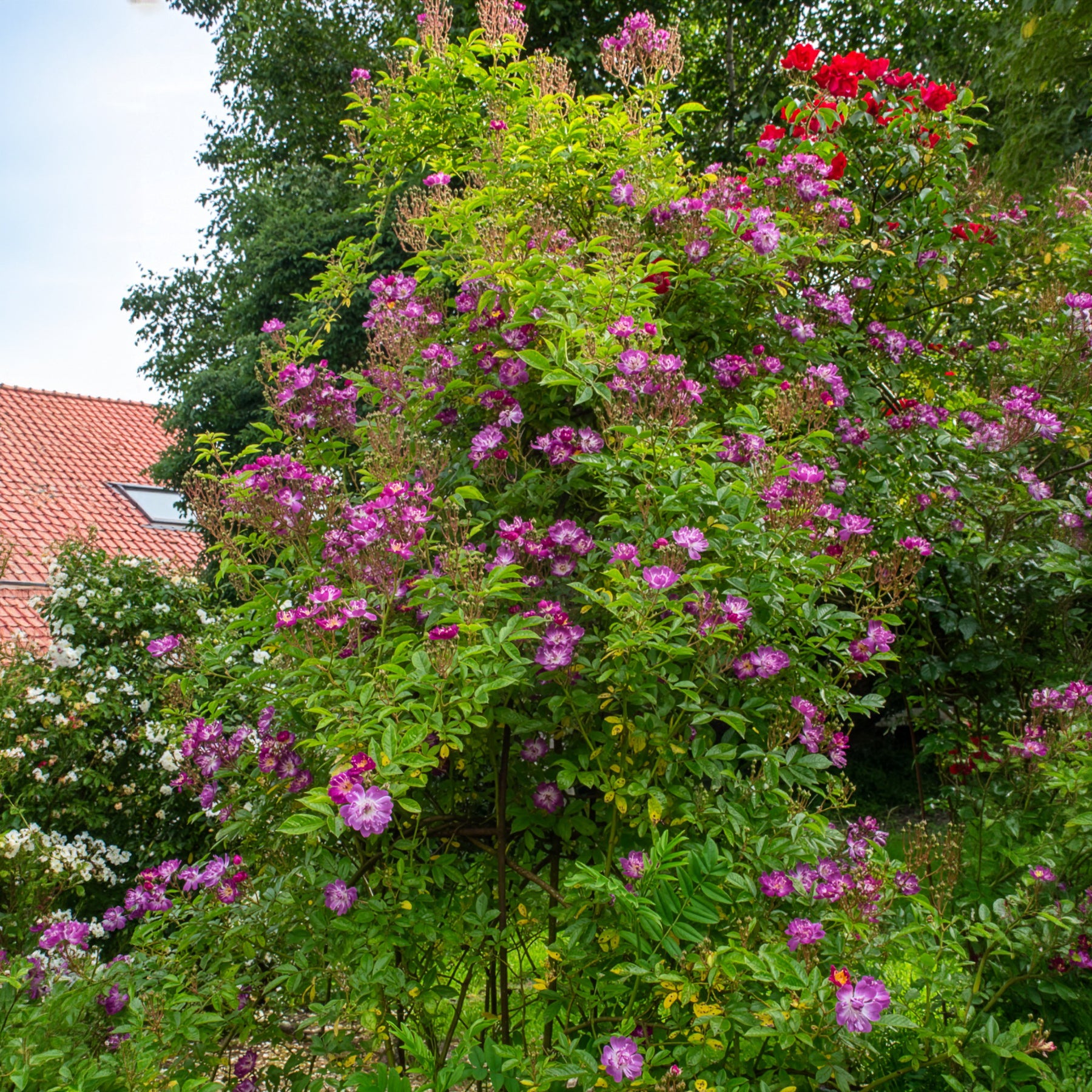 Stamroos Blue Violet - Willemse