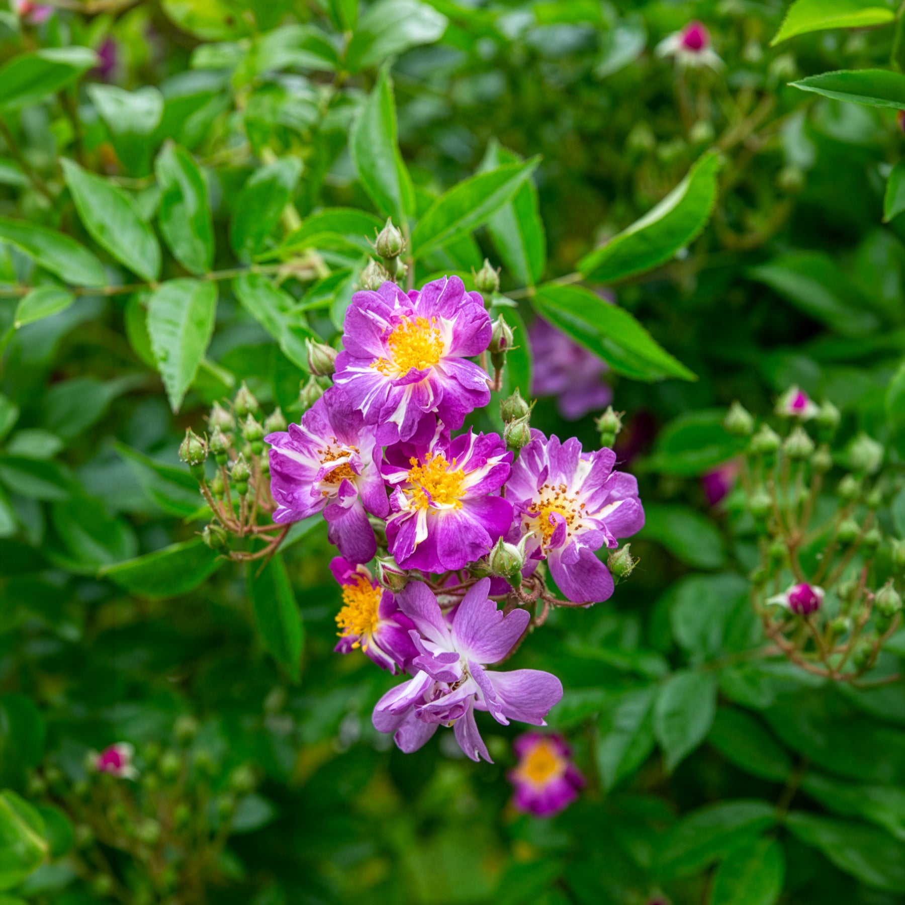 Verkoop Stamroos Blue Violet - Rosa veilchenblau