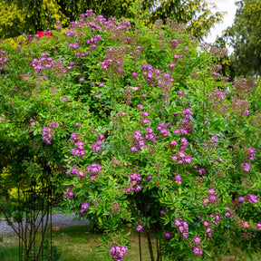 Rozen op stam - Stamroos Blue Violet - Rosa veilchenblau