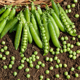 Doperwt 'Le Généreux' - Pisum sativum le généreux - Willemse