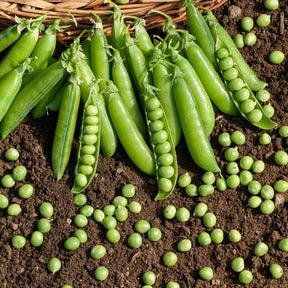 Doperwt 'Le Généreux' - Pisum sativum le généreux - Willemse