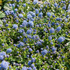 Amerikaanse sering 'Repens' - Ceanothus thyrsiflorus repens - Willemse