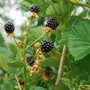 Verkoop Braam 'Rueben'