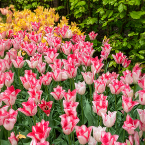 Tulpen 'Beauty Trend' (x10)
