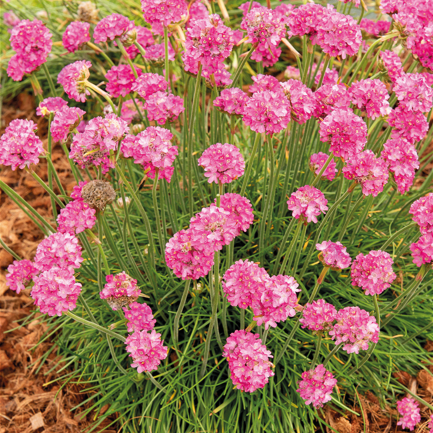 Engels gras 'Rosea' - Willemse