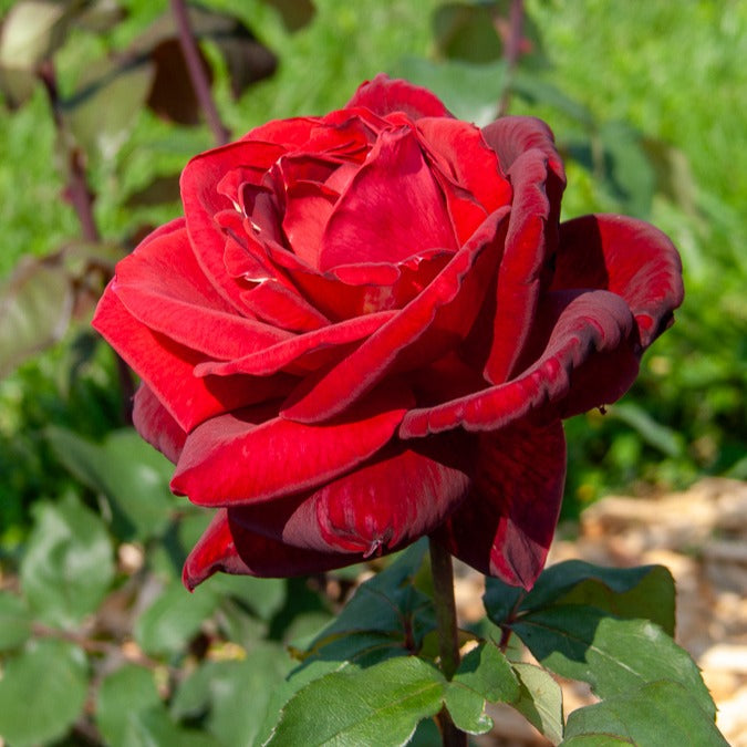 Roos 'Mr. Lincoln' - Willemse