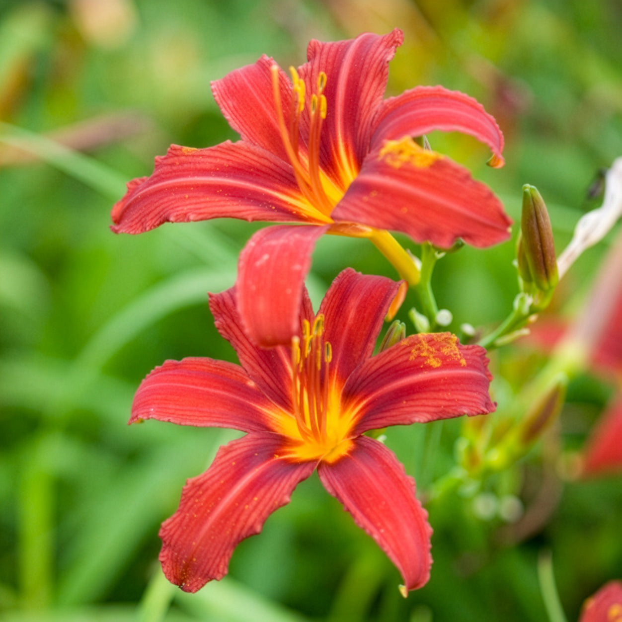 Daglelie Crimson Pirate - Hemerocallis - Daglelie - Willemse