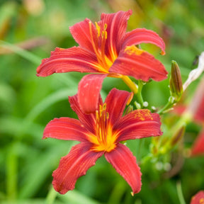 Daglelie Crimson Pirate - Hemerocallis - Daglelie - Willemse