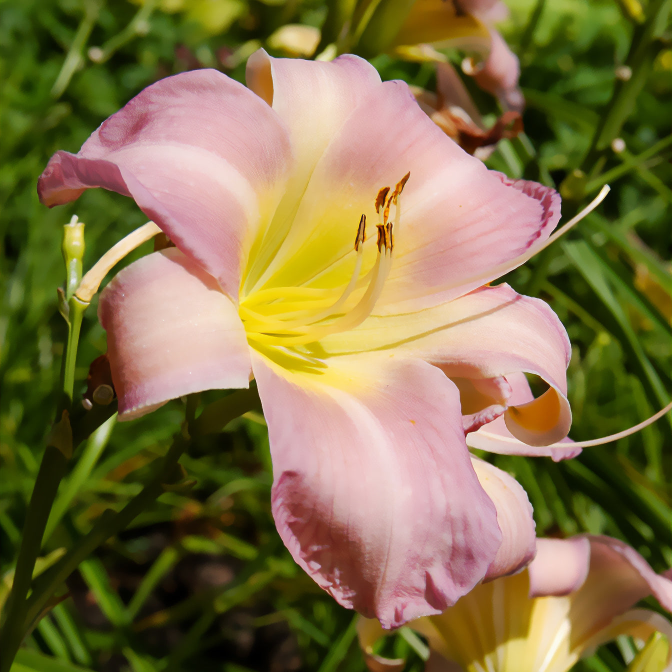 Hemerocallis Catherine Woodbury - Daglelie 'Catherine Woodbery' - Hemerocallis - Daglelie