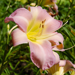 Hemerocallis Catherine Woodbury - Daglelie 'Catherine Woodbery' - Hemerocallis - Daglelie