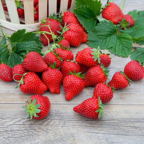 Fragaria x ananassa magnum cov marionnet 97 - Aardbei 'Magnum' - Aardbei