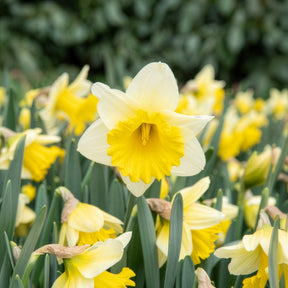 Narcissus goblet - Narcissen 'Goblet' (x10) - Narcissen