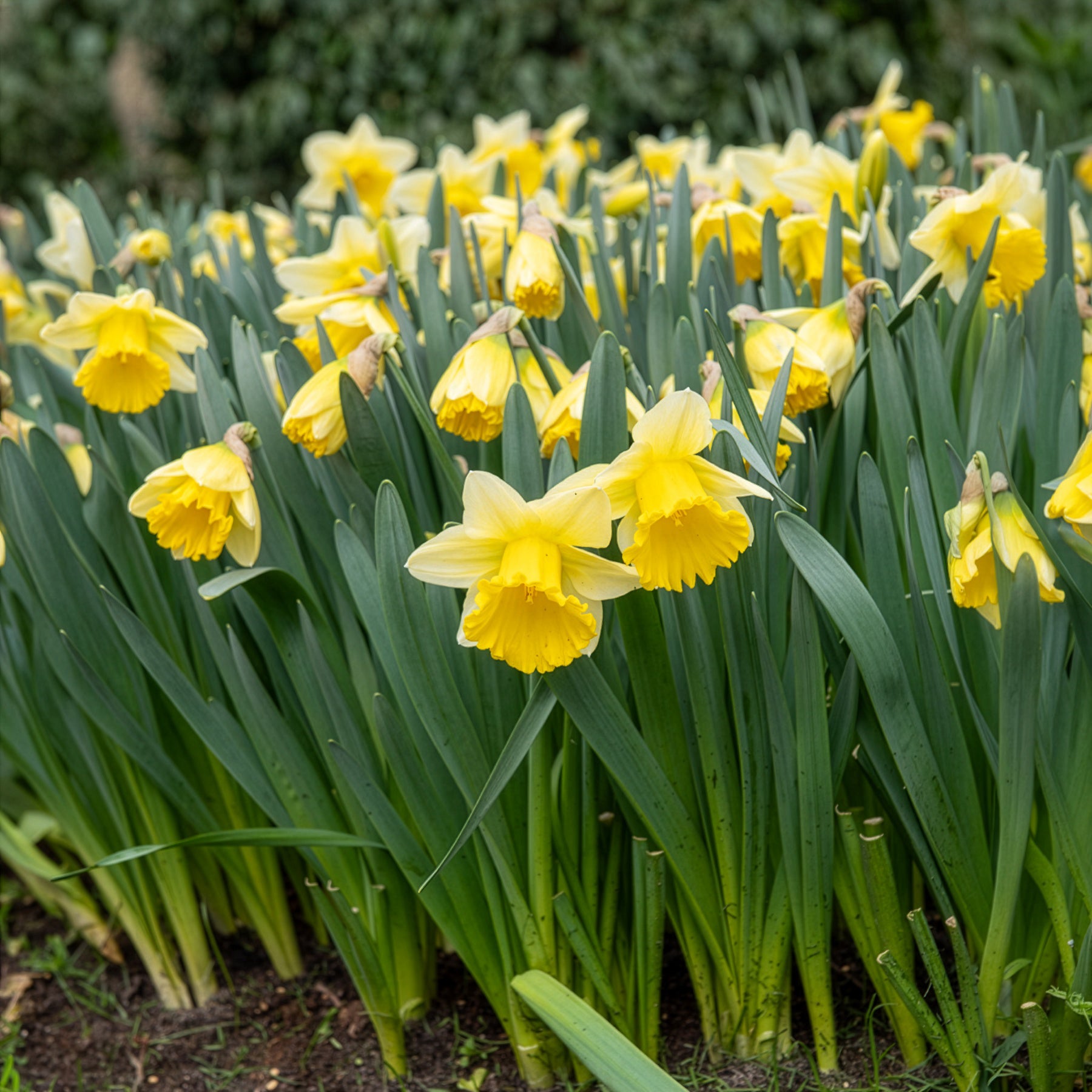 Narcissen 'Goblet' (x10) - Narcissus goblet - Willemse
