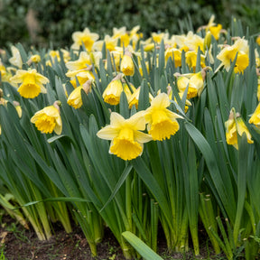 Narcissen 'Goblet' (x10) - Narcissus goblet - Willemse