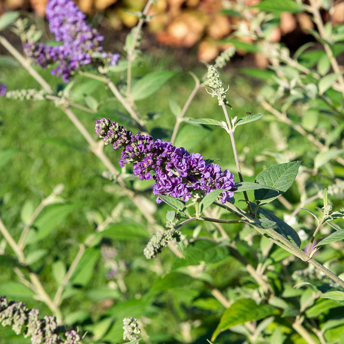 Vlinderstruik 'Summer Lounge' - Willemse