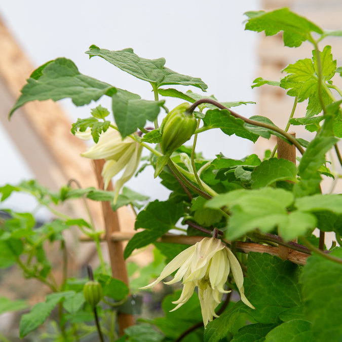 Bosrank 'Amber' - Willemse