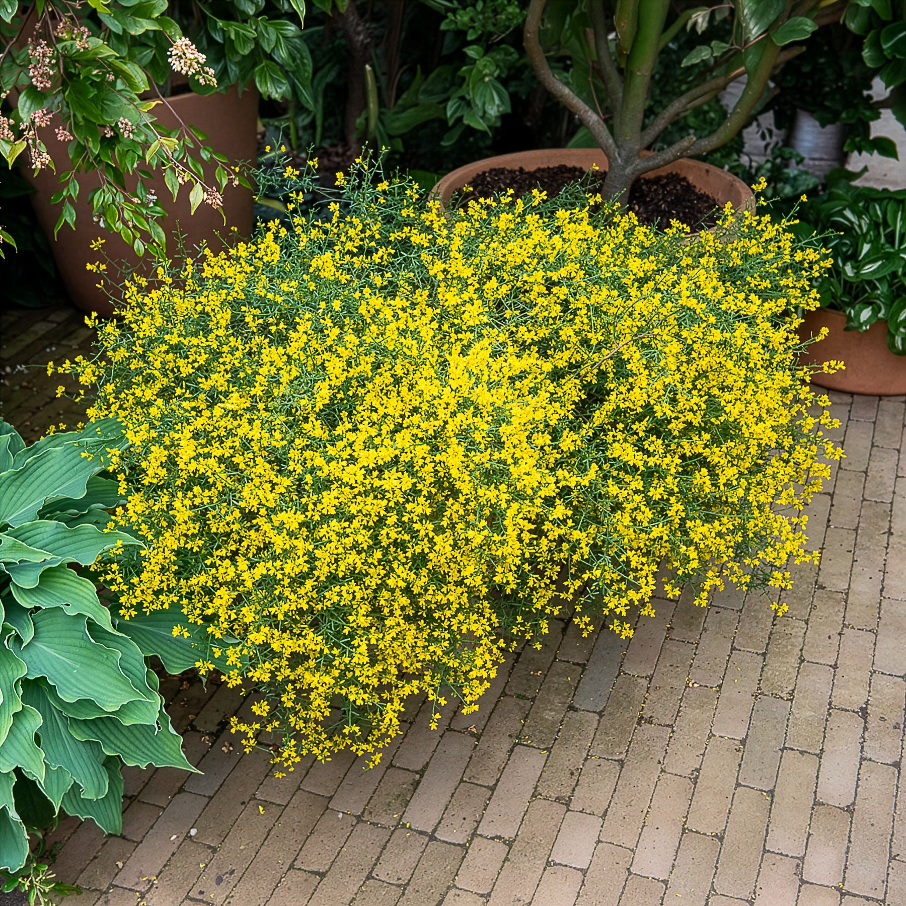 Heidebrem - Genista lydia - Willemse