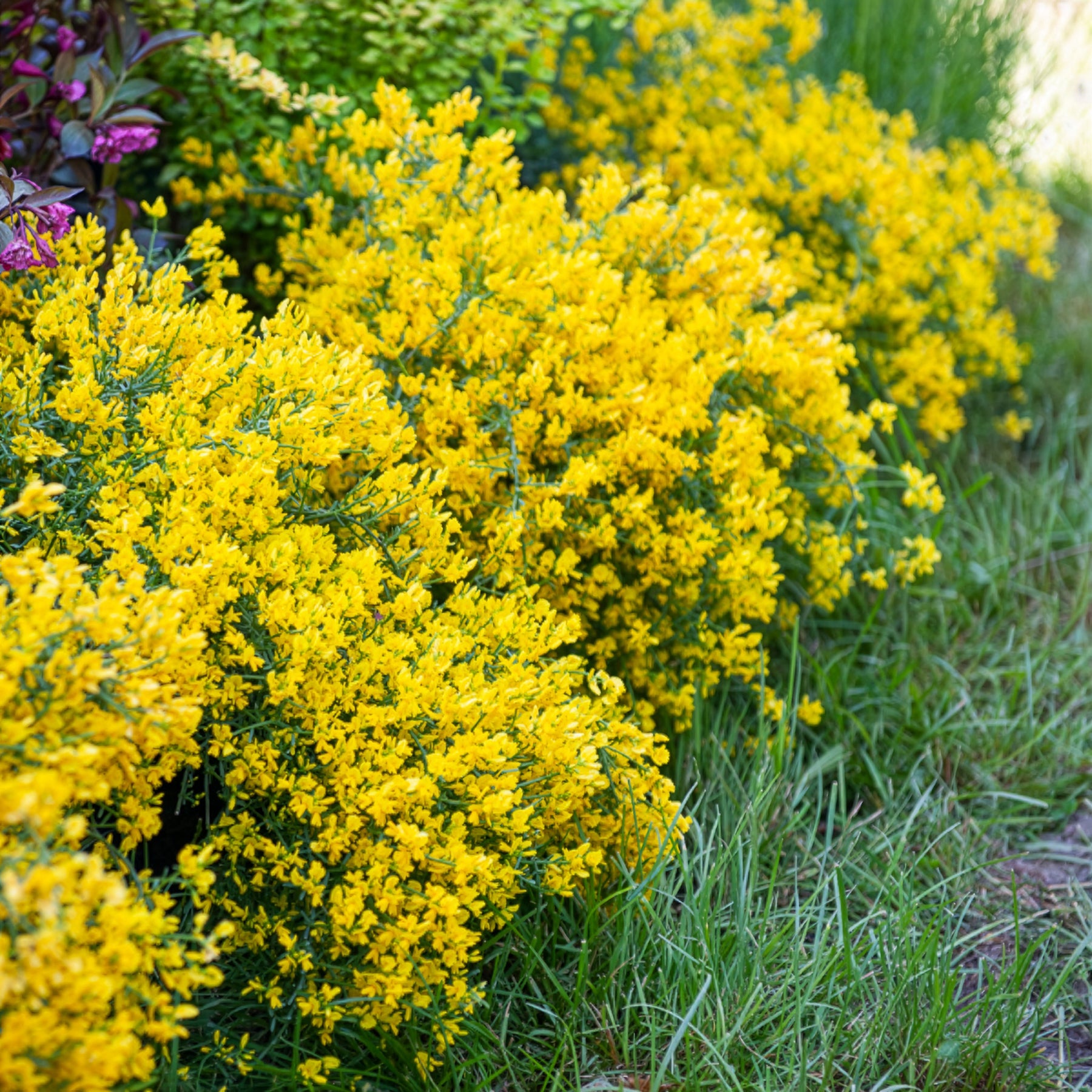 Heesters - Heidebrem - Genista lydia