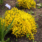 Genista lydia - Heidebrem - Heesters