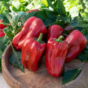 Verkoop Paprika 'Lamuyo' - Capsicum annuum lamuyo