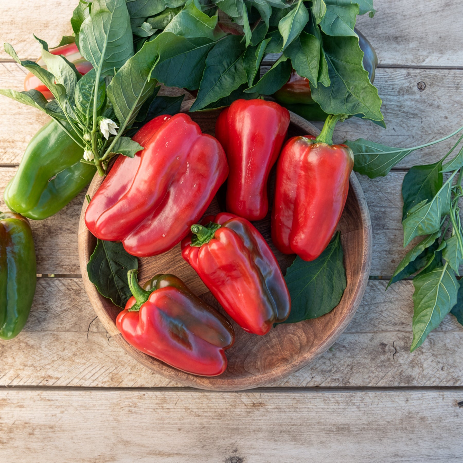Paprika 'Lamuyo'