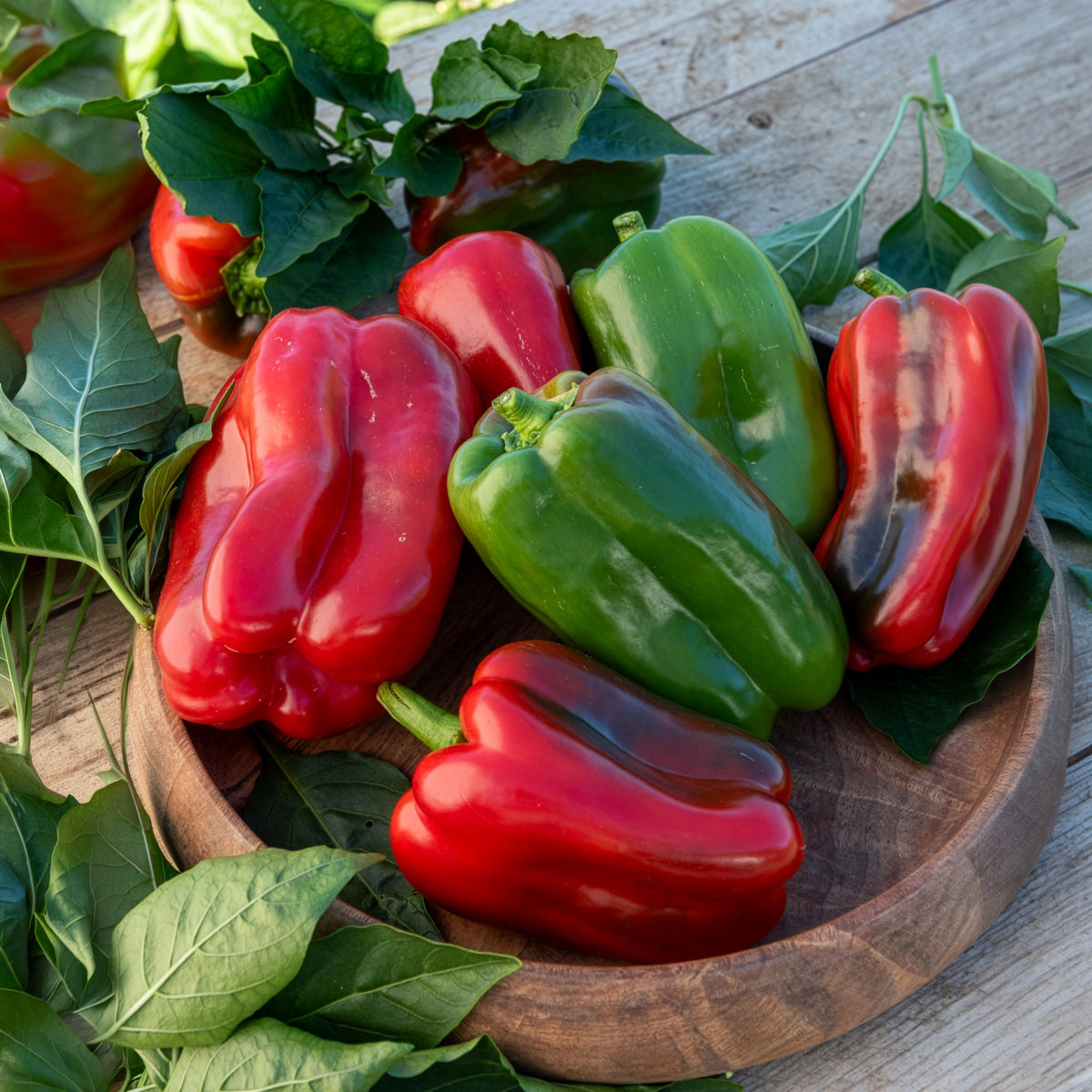 Capsicum annuum lamuyo - Paprika 'Lamuyo' - Moestuinplanten