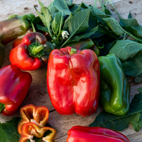 Paprika 'Lamuyo'
