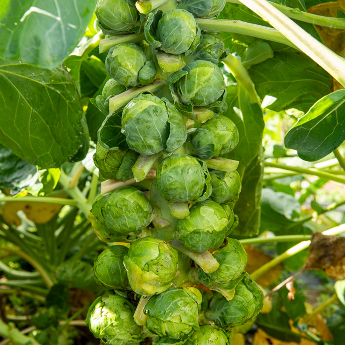 Spruiten 'Igor F1' - Willemse