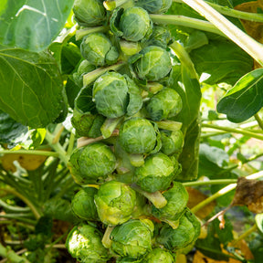 Spruiten 'Igor F1' - Willemse