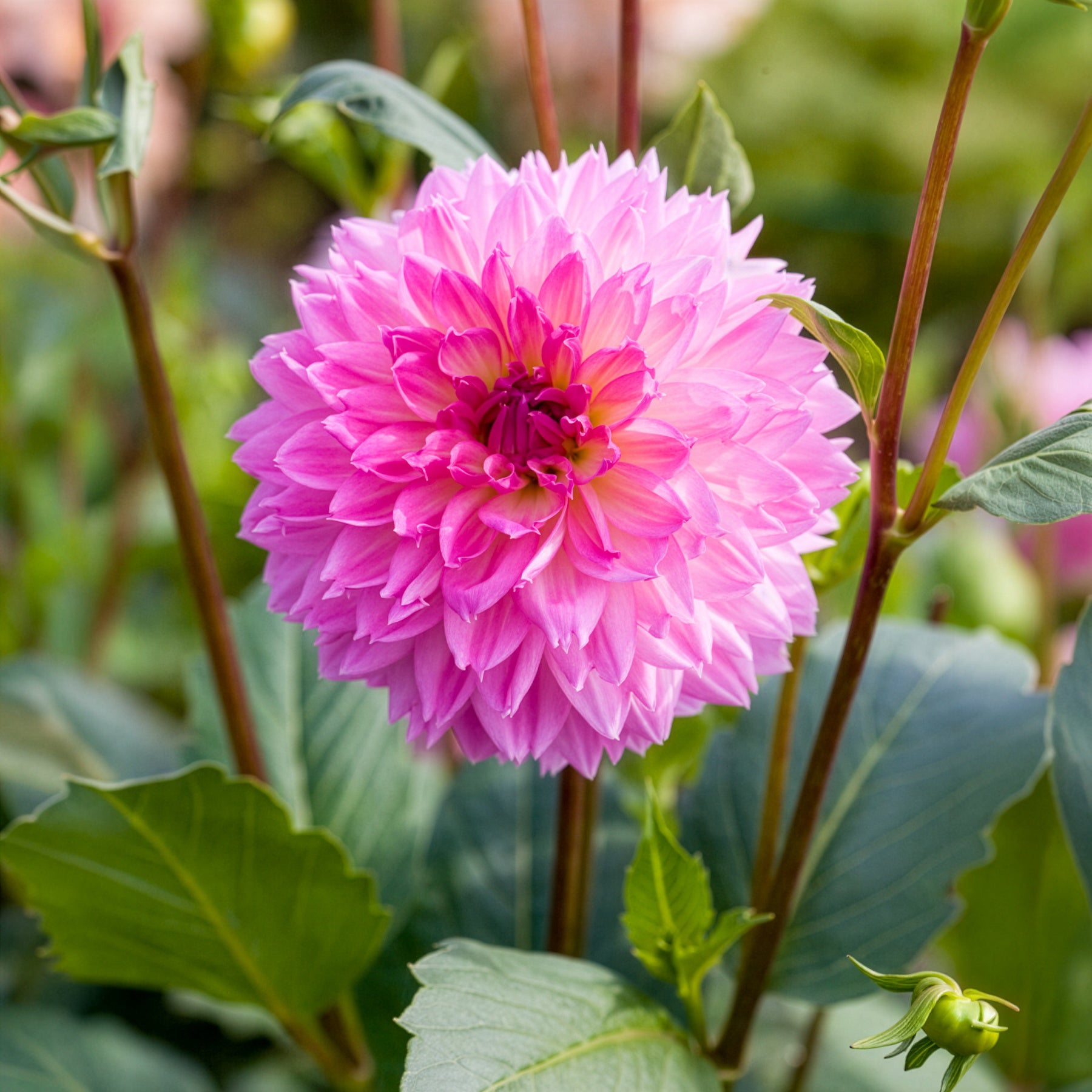 Dahlia  - Dahlia 'Sakura Fubuki' (x3) - Dahlia sakura fubuki