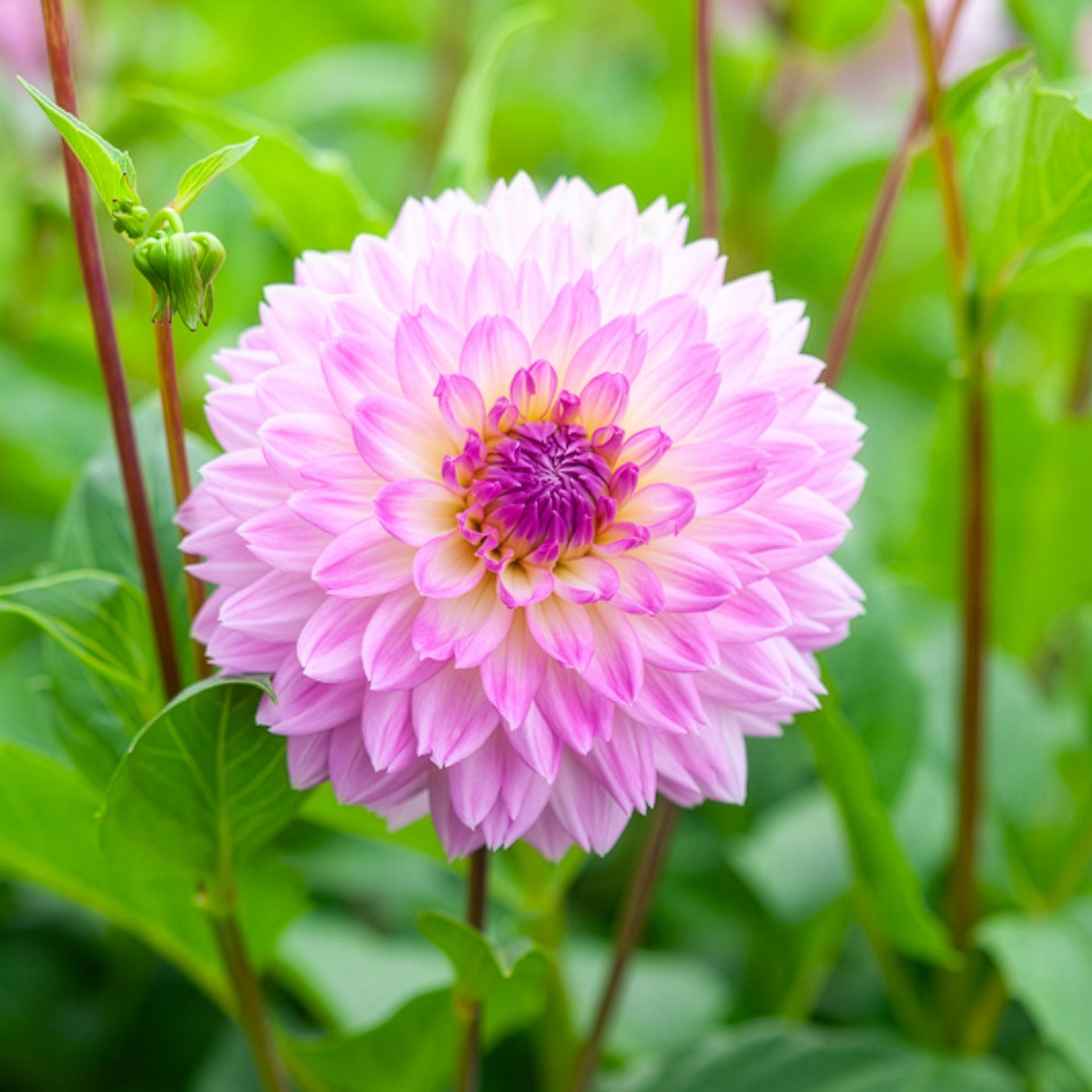 Dahlia 'Sakura Fubuki' (x3) - Dahlia sakura fubuki - Willemse
