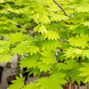 Verkoop Japanese gele Esdoorn - Acer shirasawanum aureum