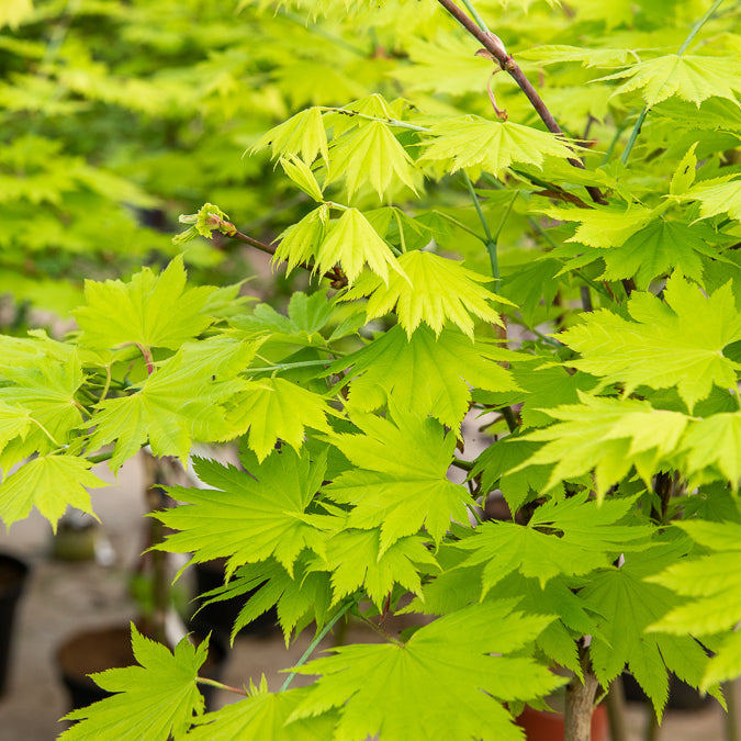 Verkoop Japanese gele Esdoorn - Acer shirasawanum aureum
